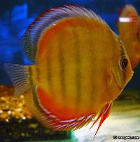 Symphysodon aequifasciatus axelrodi sp. "brown-red tucuri" VF