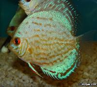 Symphysodon sp. "striped turquoise-new blue jean"