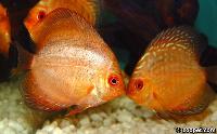 Symphysodon sp. "pigeon blood-golden pigeon"