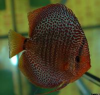 Symphysodon sp. "snakeskin"