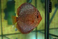 Symphysodon sp. "snakeskin"