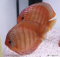 Symphysodon aequifasciatus axelrodi sp. "brown-santarem"