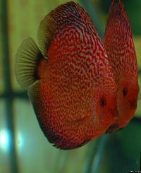 Symphysodon sp. "pigeon blood"