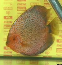 Symphysodon sp. "snakeskin"