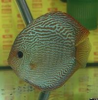 Symphysodon sp. "snakeskin"