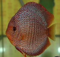 Symphysodon sp. "snakeskin"