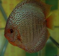 Symphysodon sp. "snakeskin"