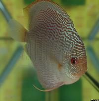 Symphysodon sp. "snakeskin"