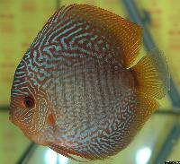Symphysodon sp. "snakeskin"
