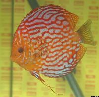 Symphysodon sp. "pigeon blood"