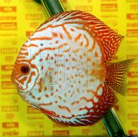 Symphysodon sp. "pigeon blood"