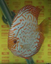 Symphysodon sp. "pigeon blood"