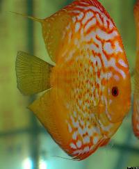 Symphysodon sp. "pigeon blood"