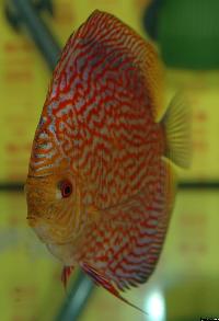 Symphysodon sp. "pigeon blood"