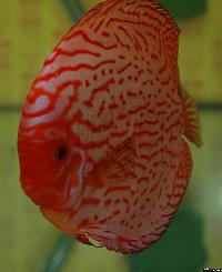 Symphysodon sp. "pigeon blood"