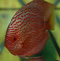 Symphysodon sp. "pigeon blood"