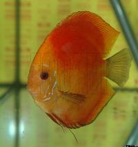 Symphysodon sp. "pigeon blood"
