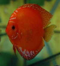 Symphysodon sp. "pigeon blood"