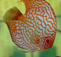 Symphysodon sp. "pigeon blood"