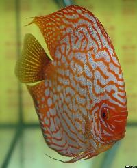 Symphysodon sp. "pigeon blood"