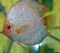 Symphysodon sp. "pigeon blood"