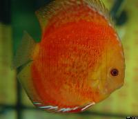 Symphysodon sp. "pigeon blood"
