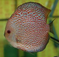 Symphysodon sp. "red spotted"