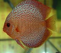 Symphysodon sp. "red spotted"