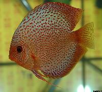 Symphysodon sp. "red spotted"