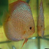 Symphysodon sp. "red spotted"