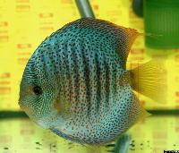Symphysodon sp. "red spotted"