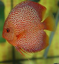 Symphysodon sp. "red spotted"