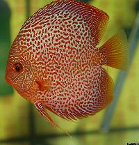 Symphysodon sp. "red spotted"