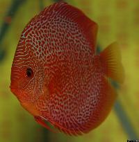 Symphysodon sp. "red spotted"
