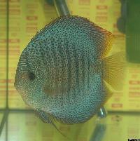 Symphysodon sp. "red spotted"