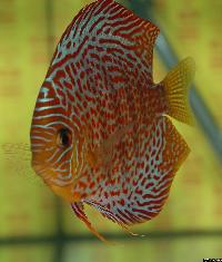 Symphysodon sp. "red spotted"