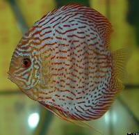 Symphysodon sp. "red spotted"