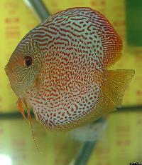Symphysodon sp. "red spotted"