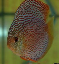Symphysodon sp. "red spotted"