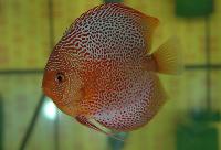 Symphysodon sp. "red spotted"