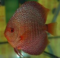 Symphysodon sp. "red spotted"