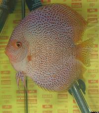 Symphysodon sp. "red spotted" - klassvinnare Champ.2004