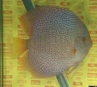Symphysodon sp. "red spotted" - klassvinnare Champ.2004