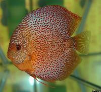 Symphysodon sp. "red spotted"