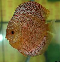 Symphysodon sp. "red spotted"
