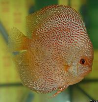 Symphysodon sp. "red spotted"