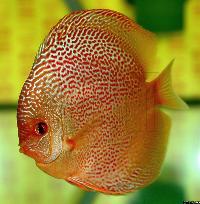 Symphysodon sp. "red spotted"