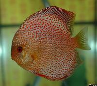 Symphysodon sp. "red spotted"