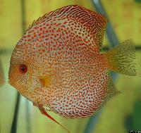Symphysodon sp. "red spotted"