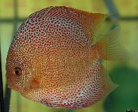 Symphysodon sp. "red spotted"